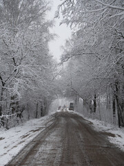 snow-covered winter forest. snow in early December.