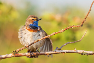 Closeup of a blue-throat bird Luscinia svecica cyanecula singing in a tree