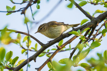 Willow warbler bird, Phylloscopus trochilus
