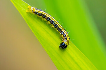 Box tree moth caterpillar, Cydalima perspectalis, closeup