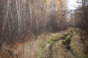 Path in the autumn forest. The road in the taiga.