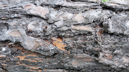 The texture of the tree bark horizontally. Close-up