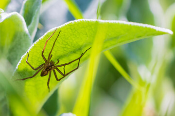 Nursery web spider female, Pisaura mirabilis, lying in ambush catching insects.