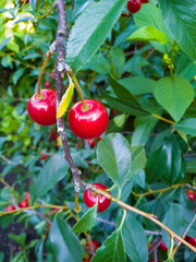 Red cherries and green foliage