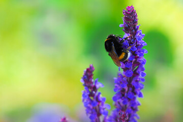 Bumblebee on a lavender flower, close-up. Pollination