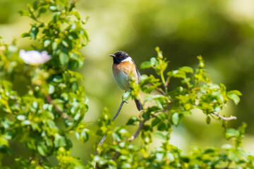 Stonechat, Saxicola rubicola, male bird perching