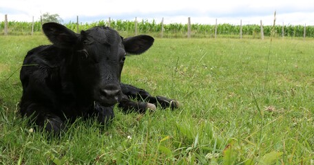 Isolated pure black newborn Holstein cross calf laying in the green pasture field 