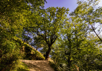 Zonas verdes, naturaleza del entorno de Zugarramurdi y Urdazubi