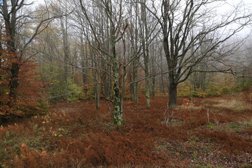 Fototapeta premium autumn in the forest