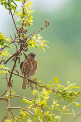 Dunnock Prunella modularis bird singing during Springtime