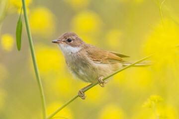 Whitethroat bird, Sylvia communis, yellow flowers