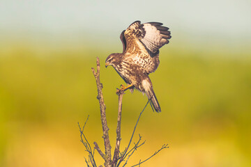 Common buzzard, Buteo buteo bird of prey , in flight, touching down and hunting