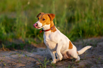 jack Russell terrier dog licks its lips