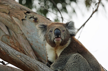 Koala portrait - Kennett River, Victoria, Australia
