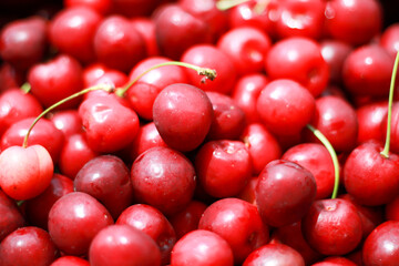 Fresh cherry on black plate on slate background
