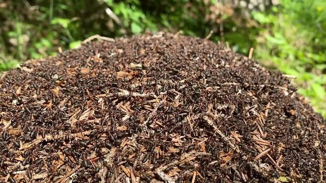 Moving ants on a anthill, slow motion of alpin woods in summertime