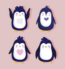 penguins bird pretty animal cartoon wildlife