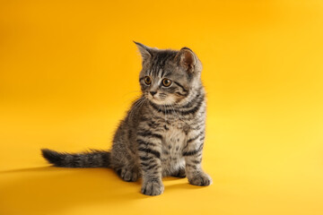 Obraz premium Cute tabby kitten on yellow background. Baby animal