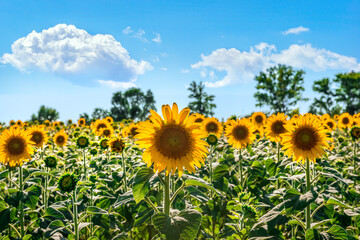 Field of sunflowers