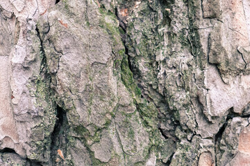 Gray background, tree bark texture.