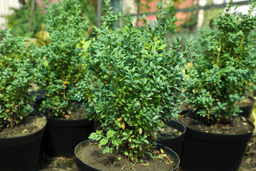 Potted trees in greenhouse, closeup. Planting and gardening