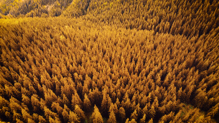 Top view. Beautiful landscape of a colourful autumn forest