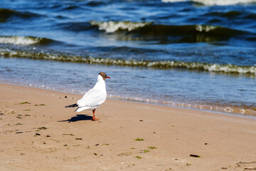 A Seagull stands by the water on a sandy beach.