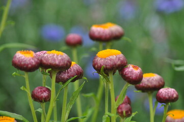red and yellow flowers.