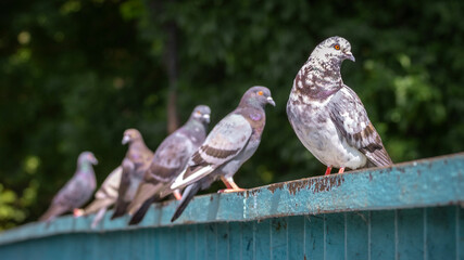 Gray spotted pigeons sitting on an iron fence in the park