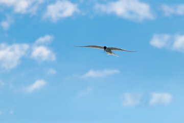 Seagull flies high in the sky in clear sunny weather