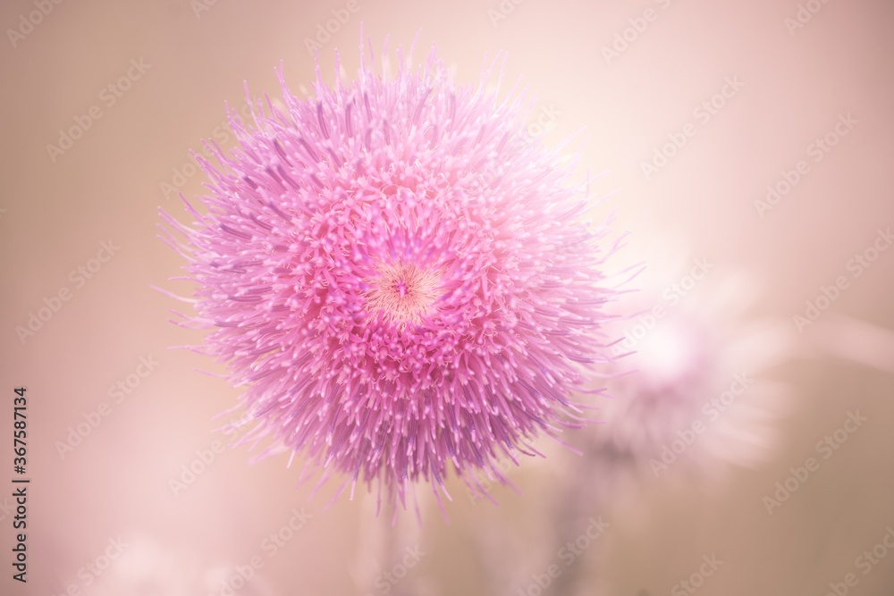 Poster Closeup shot of a beautiful pink mimosa flower on a blurred background