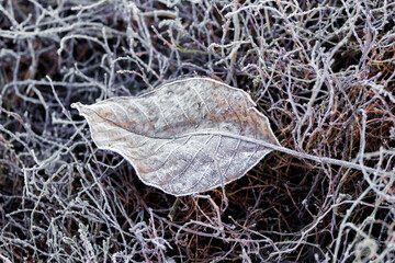 Frost-covered dry autumn leaf on dry grass