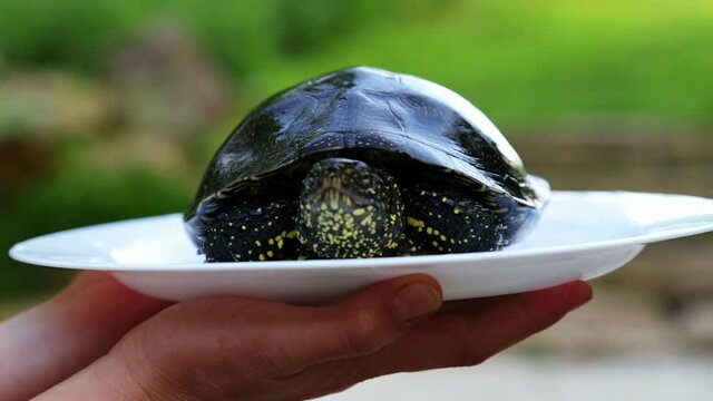 Live fresh river turtle on a plate.