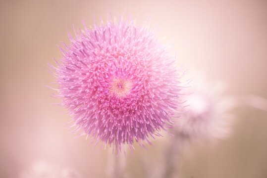 Closeup shot of a beautiful pink mimosa flower on a blurred background