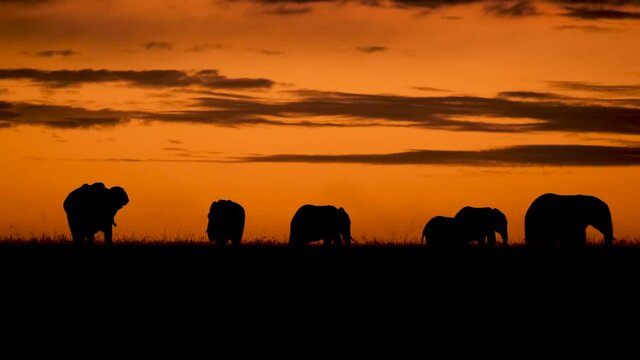 Silhouettes of a group of elephants at dawn against the red sky spectacular background