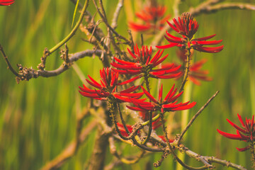 Red flowers and green background