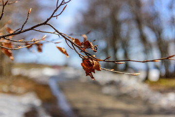 Spring, swelling and opening buds of trees. Alsace, France