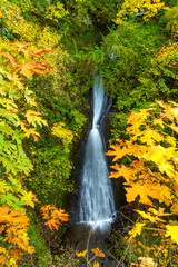 Shepards Del Falls in the Columbia River Gorge National Scenic Area.  .  Maple trees are in Autumn...