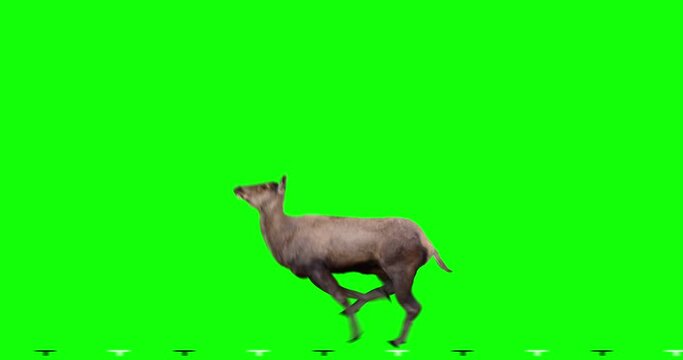 Red Deer jumping. Two variations: with horns (male) and without horns (female). Isolated cyclic animation. Can also use as a silhouette.  Green Screen.