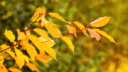 Branch with dry leaves on a blurred background in warm autumn colors