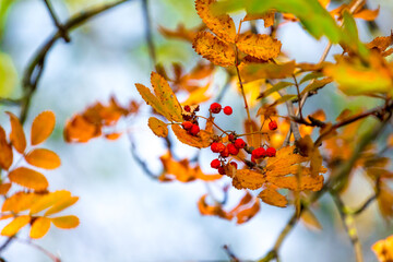 Rowan berries and dry orange leaves on a tree in autumn
