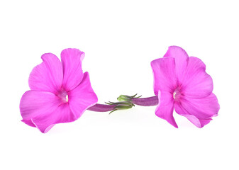 Two purple phlox flowers isolated on a white background. Blossoming flower phlox.