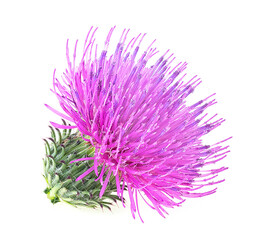 Flower of Milk Thistle plant isolated on a white background. Alternative medicine concept.