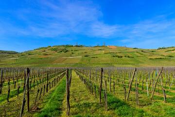 Fototapeta na wymiar Vineyards of Alsace in the vicinity of Kaysersberg. 