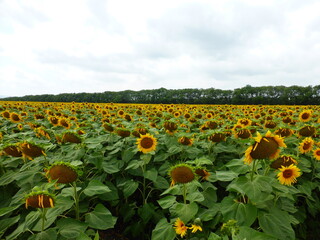 Fototapeta na wymiar Sunflower field in the Stavropol region