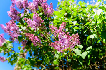 Blooming bunches of lilacs against the blue sky