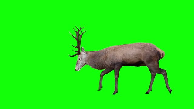 Grazing Red Deer. Two variations with and without horns. Green Screen. Cyclic animation with the horizontal movement 1943 pixels for 4K (971 for HD). You can also be used as a silhouette.
