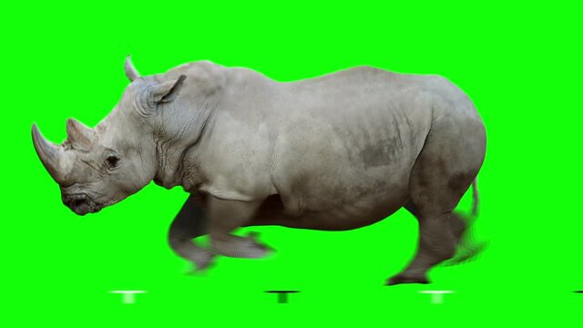 Isolated rhinoceros cyclical running. Can be used as a silhouette. Green Screen.