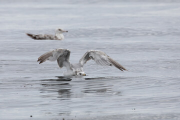 Immature ring-billed gull in the water with wings outstretched.