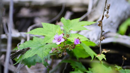  flowers 7